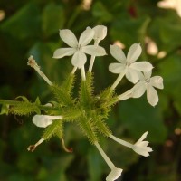 Plumbago zeylanica L.